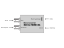 Blackmagic Design Micro Converter SDI to HDMI 3G (2 verzie)